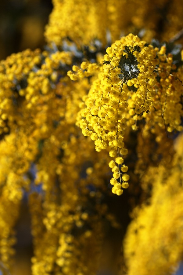 Wattle Tree In Flowers by Joy Watson
